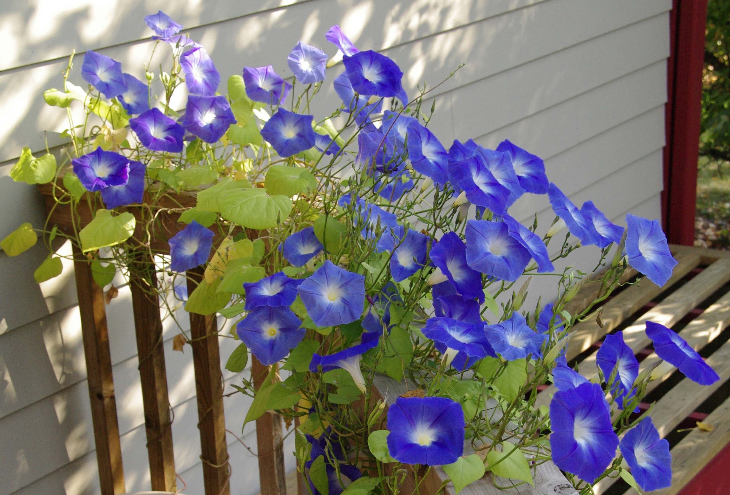My husband got some great pictures of my morning glories a couple of days a...