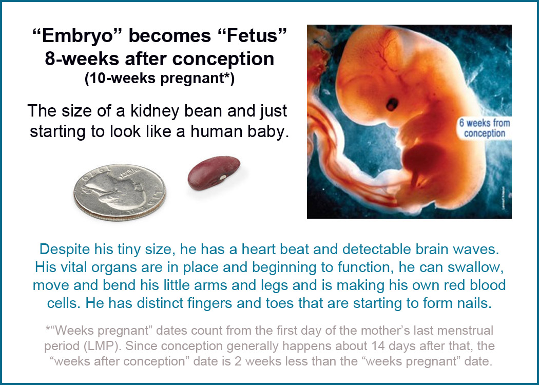embryo-becomes-fetus.jpg
