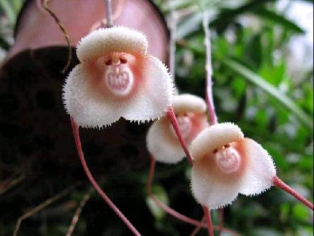 monkey-orchid.jpg