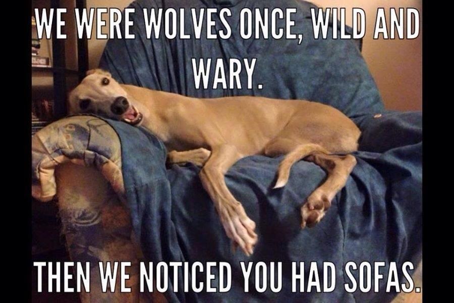 dogs-wolves-to-sofas.jpg