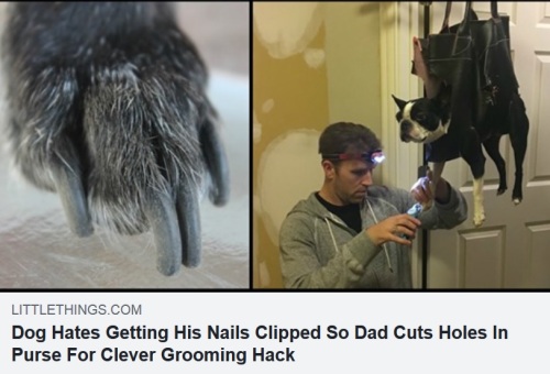 dog nails